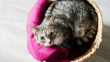 A cat sitting in a basket