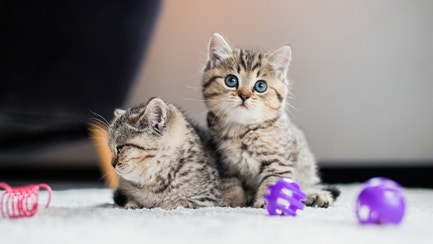 Kitten with toys
