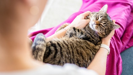 Scratching a cats face
