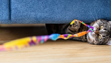 A cat with a toy in its mouth