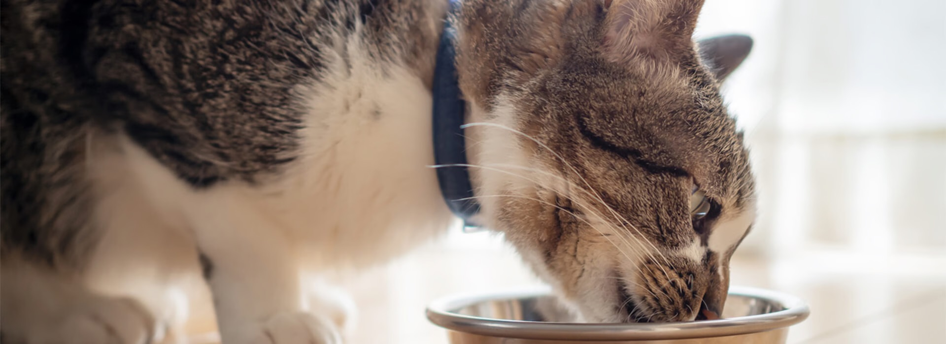 How long can I leave cat food out?