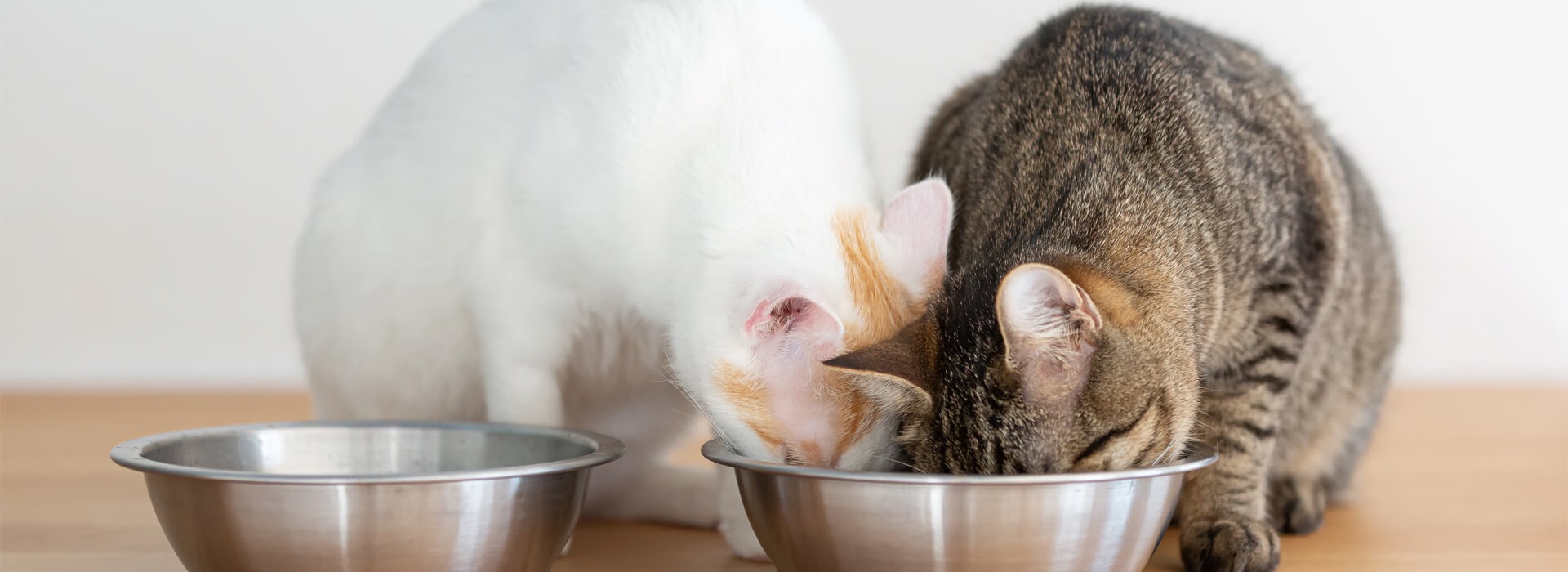How long can cats go without food