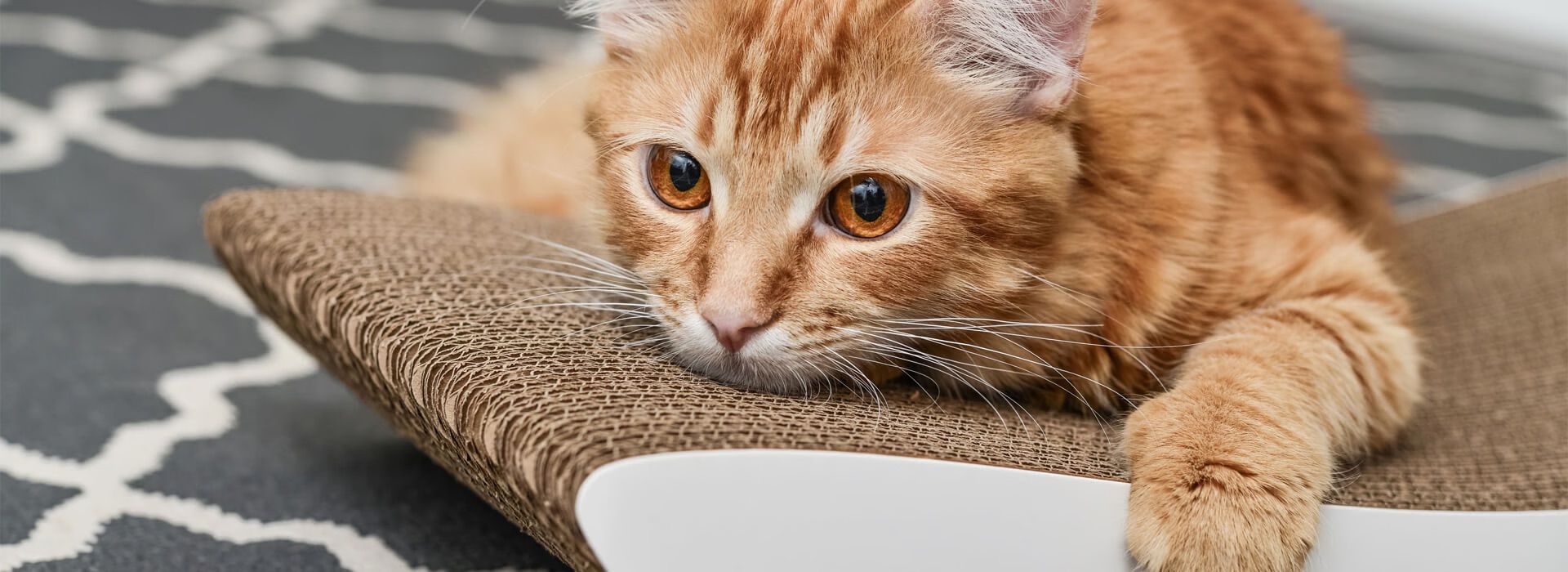 How to get my cat to eat